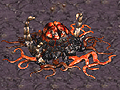 Starcraft 5