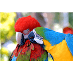 Rádio Gospel Manaus logo