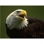 Rádio Palavra Profética logo