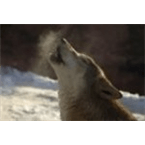 Radio Wolf Mexico logo