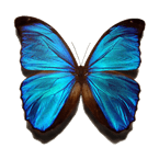 Rainforest Radio logo