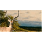 Impala Internet Radio logo