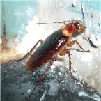 Kakerlaken-Radio logo