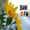 Bani Fm 97.5 logo