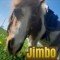 jimbo logo