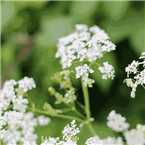 P2 Klassisk Sommar logo