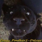 Crazy Panther 1 Deluxe