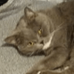 Fibies und Felies Plattenkiste