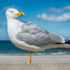 Kuehlungsborn Ostsee Club Station