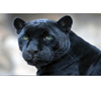 radio crni panter CH