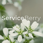 SERVICEBERRY