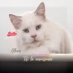 Ouvir titi lamour des animaux