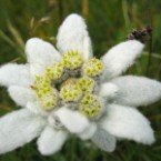 Volksmusik Und Schlager Bash