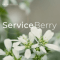 SERVICEBERRY logo